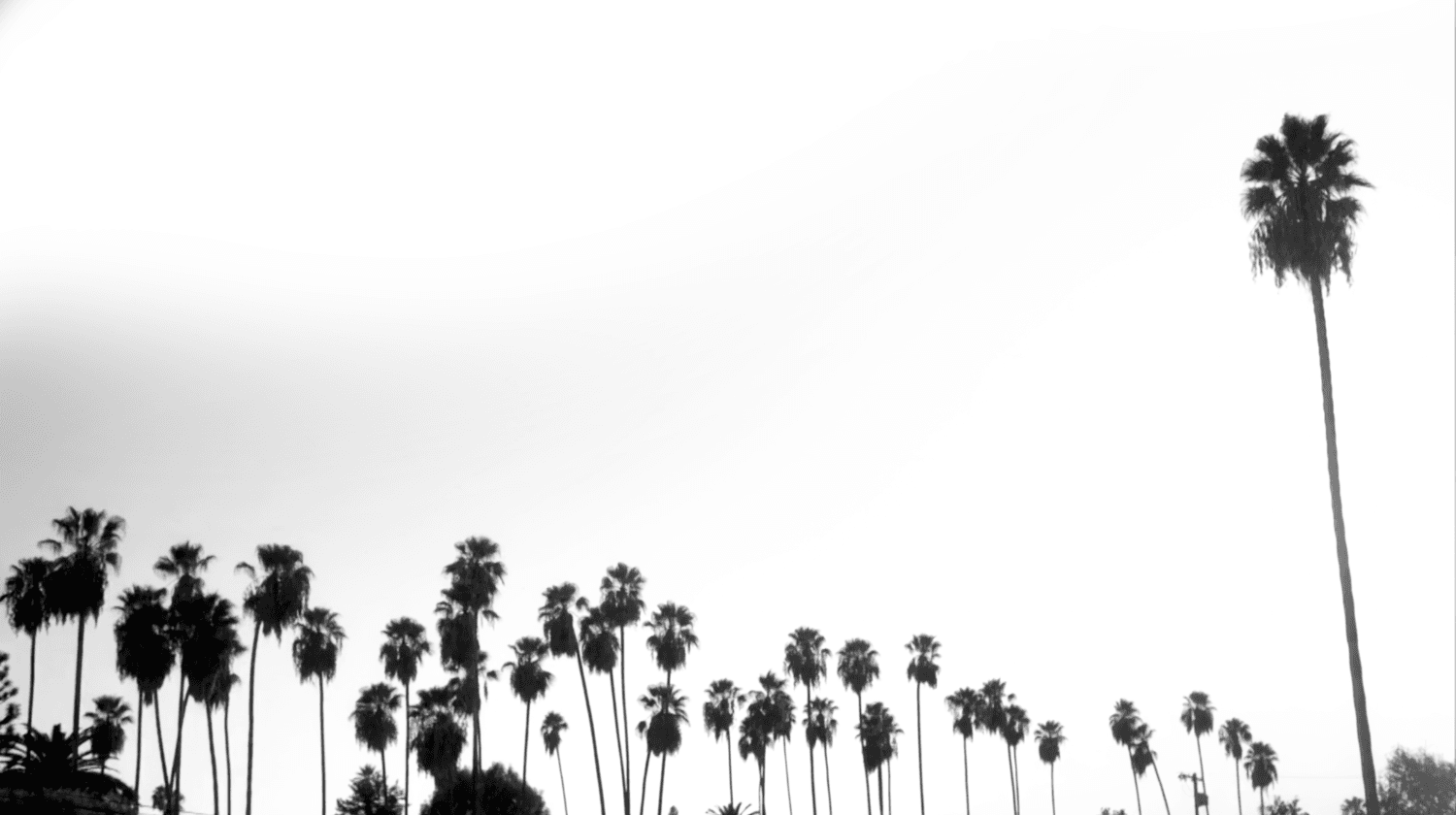 A black and white landscape photo of palm trees and a clear sky