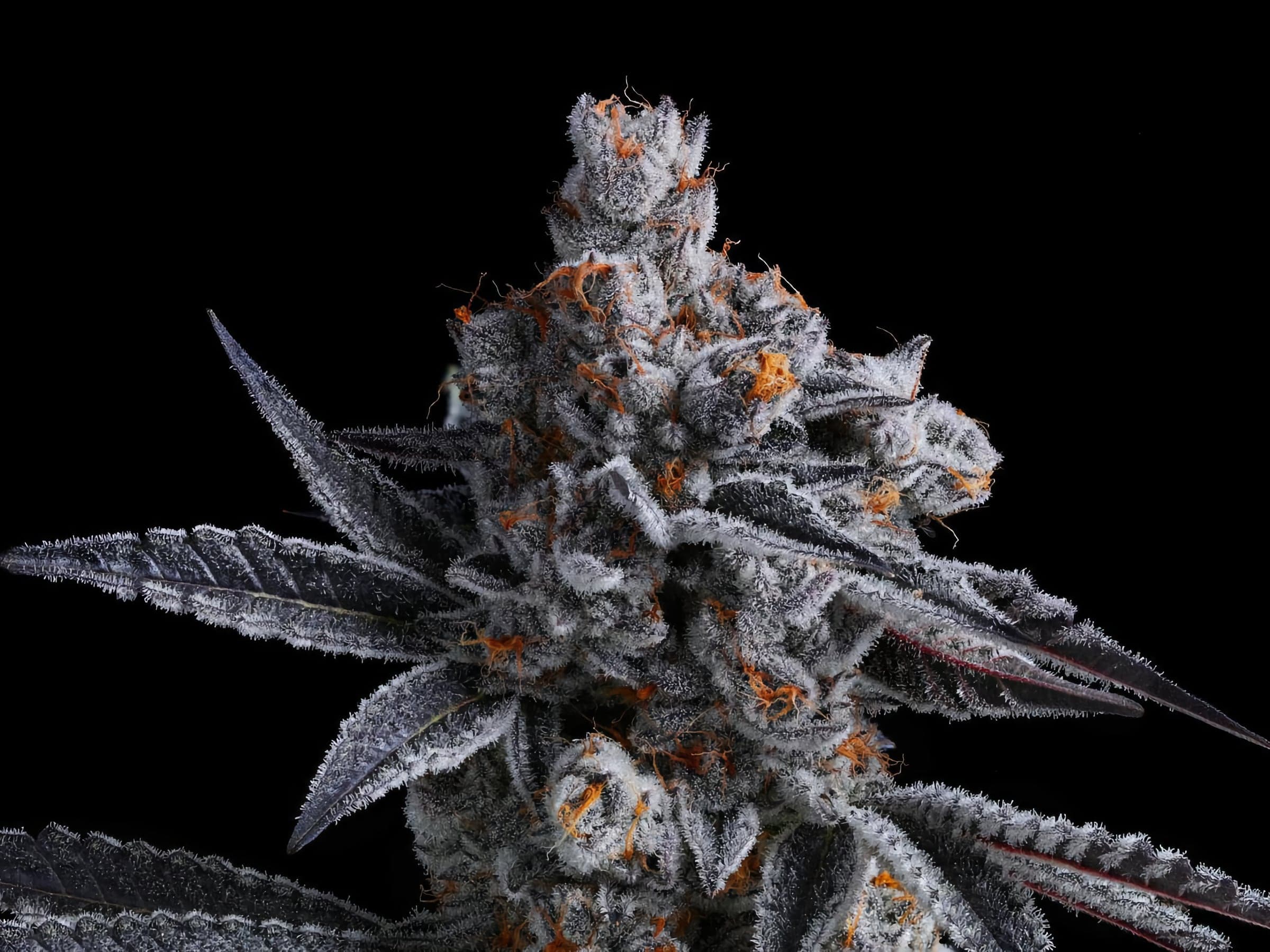 A close up of a nug of Fig Farms cannabis flower